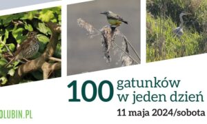 100 gatunków w jeden dzień. Gratka dla pasjonatów podglądania ptaków